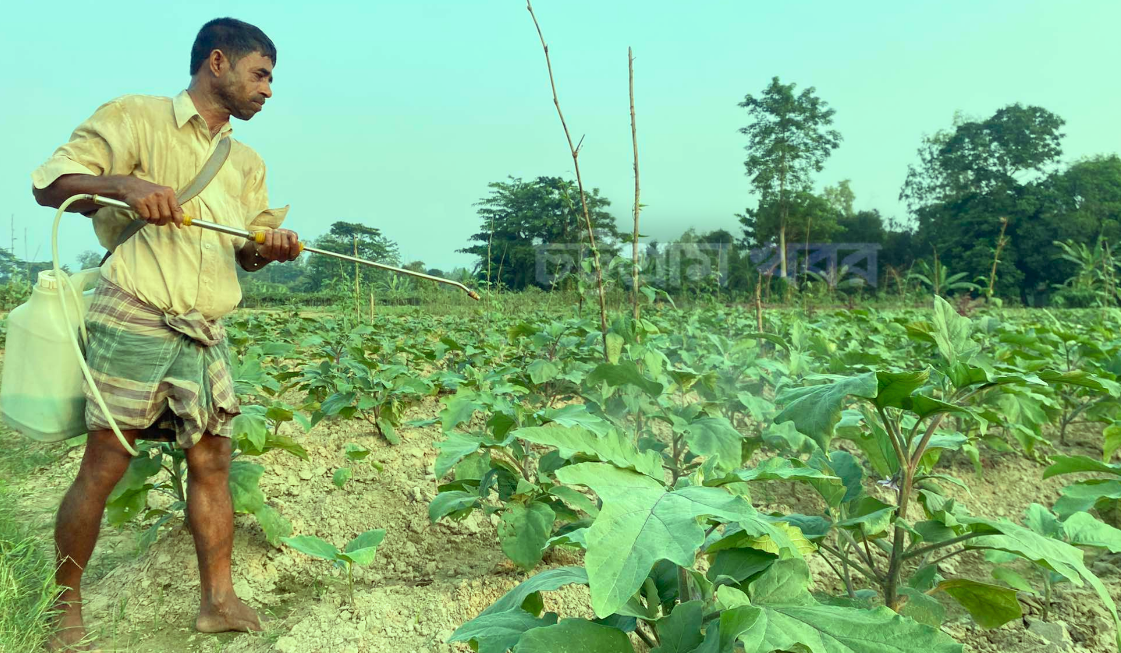 লোহাগাড়ায় আগাম শীতকালীন সবজিতে কৃষকের মুখে হাসি 1 শীতকালীন সবজি
